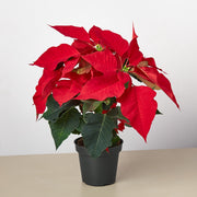 Poinsettia 'Red' - BetterGrow Hydro