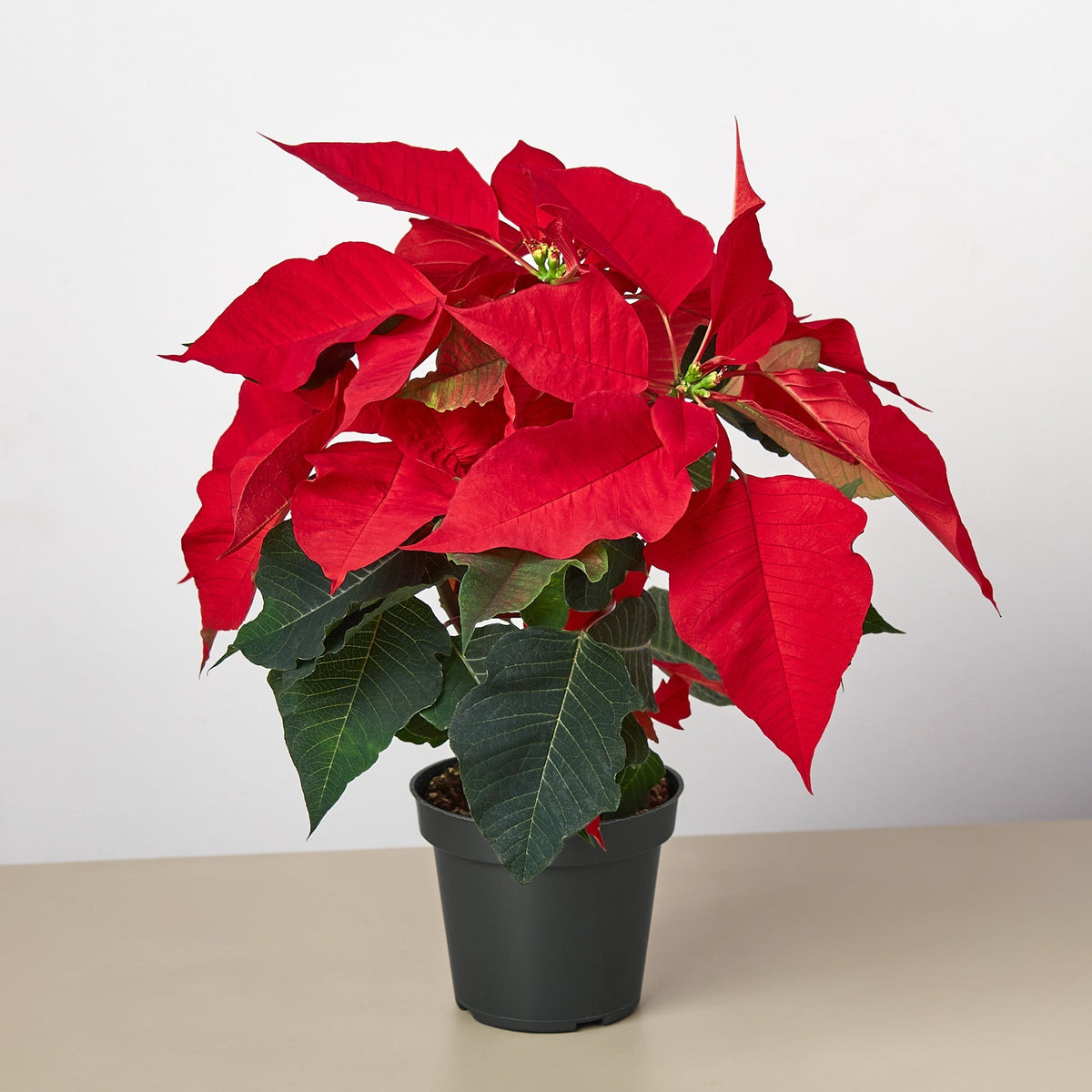 Poinsettia 'Red' - BetterGrow Hydro