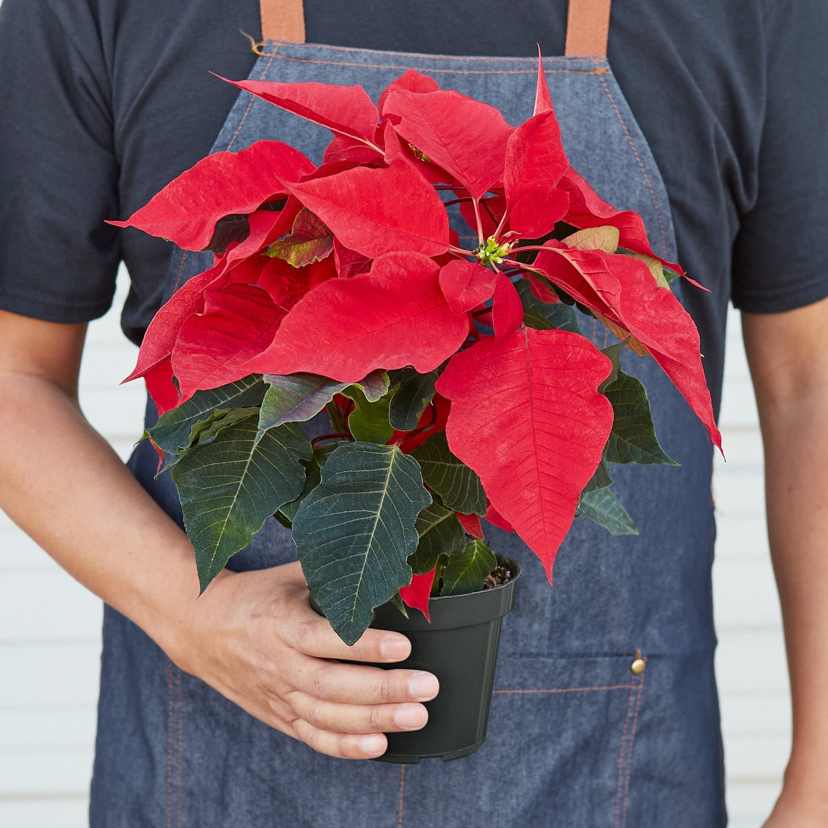 Poinsettia 'Red' - BetterGrow Hydro