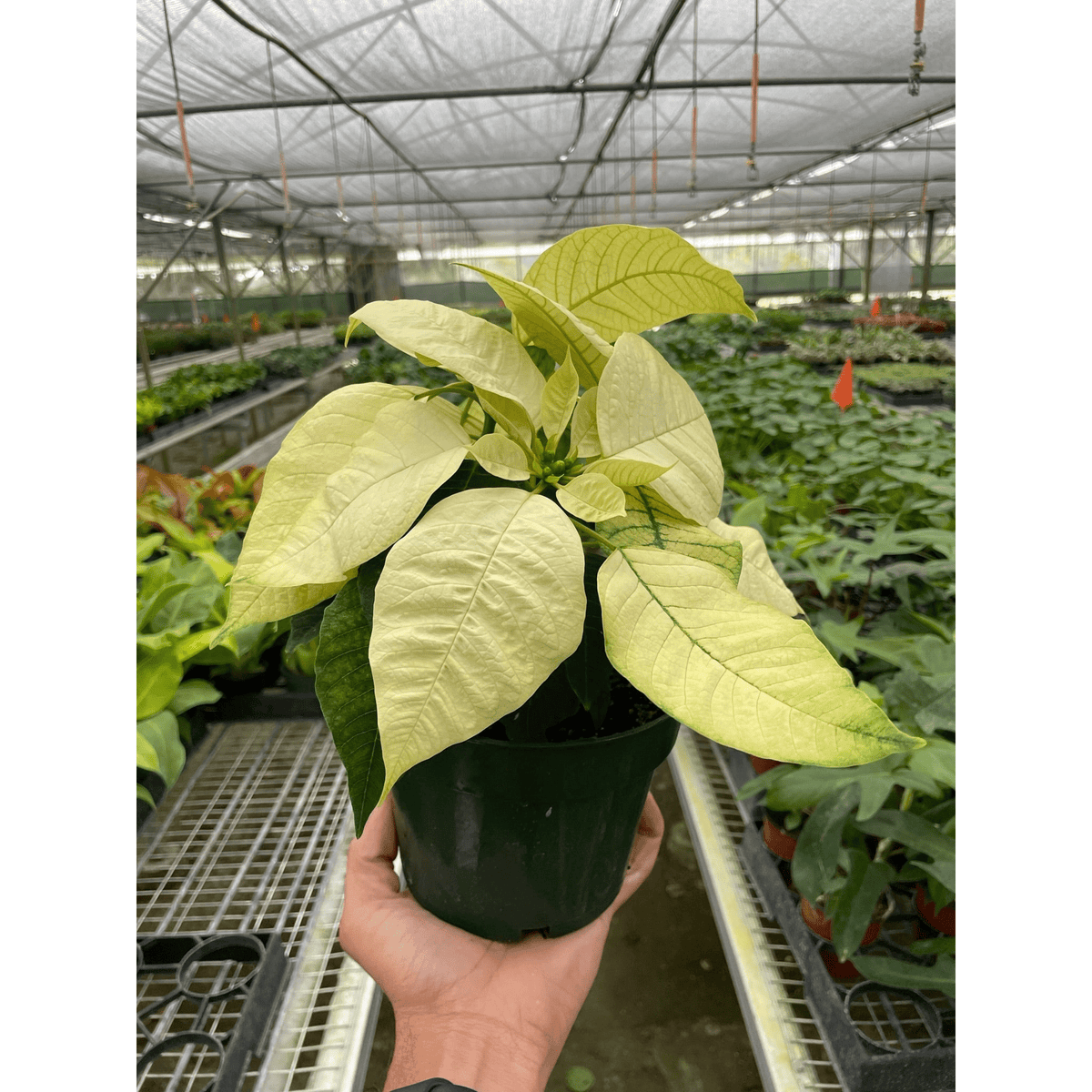Poinsettia 'White' - BetterGrow Hydro