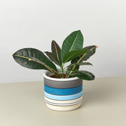 Polychrome Cylinder Pot - 5.5 Inch - BetterGrow Hydro