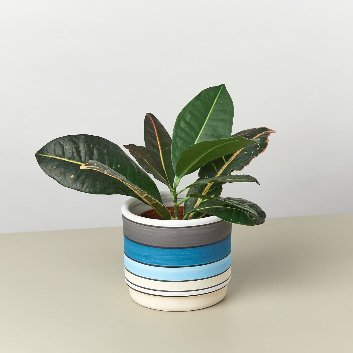 Polychrome Cylinder Pot - 5.5 Inch - BetterGrow Hydro