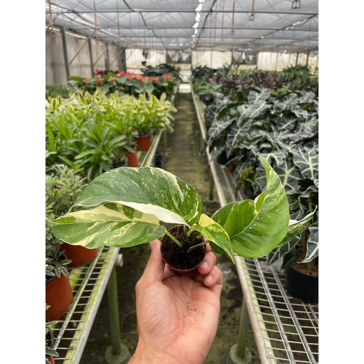 Pothos 'Albo Variegata' - BetterGrow Hydro