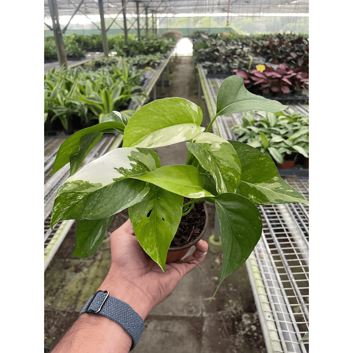 Pothos 'Albo Variegata' - BetterGrow Hydro