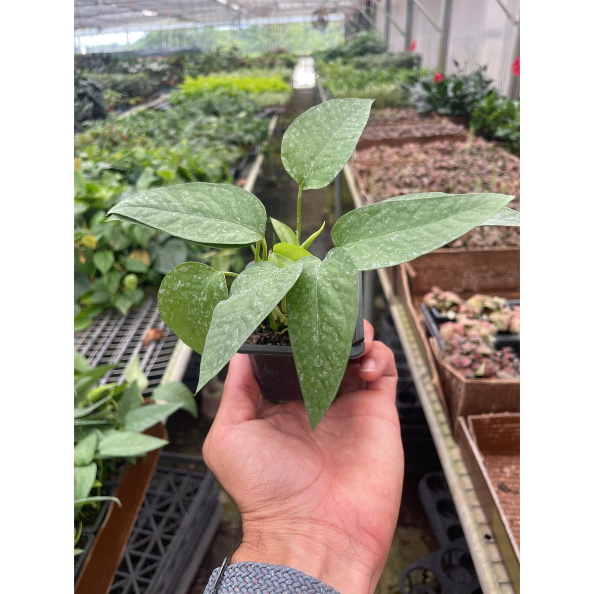 Pothos 'Cebu Blue' - BetterGrow Hydro