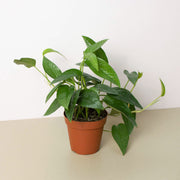 Pothos 'Cebu Blue' - BetterGrow Hydro