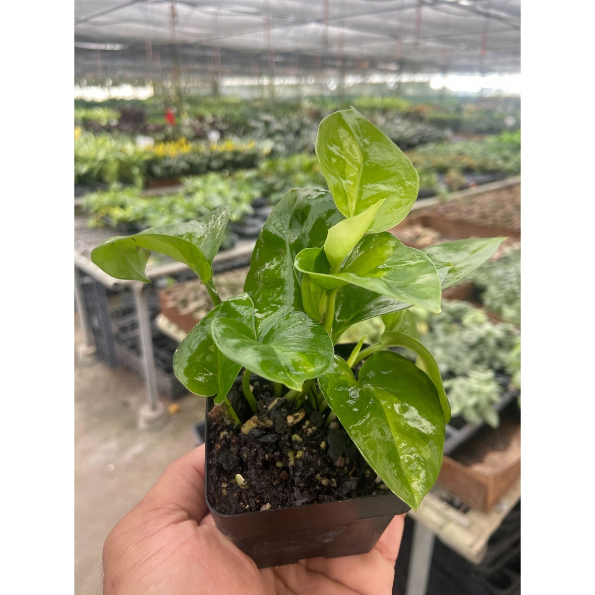 Pothos Global Green - BetterGrow Hydro