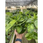 Pothos Global Green - BetterGrow Hydro