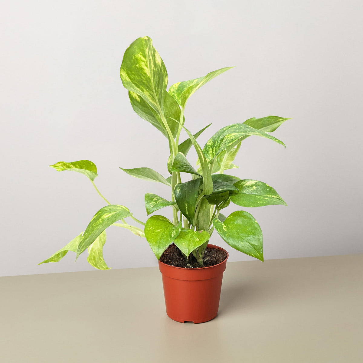 Pothos 'Golden' - BetterGrow Hydro