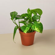 Pothos 'Golden' - BetterGrow Hydro