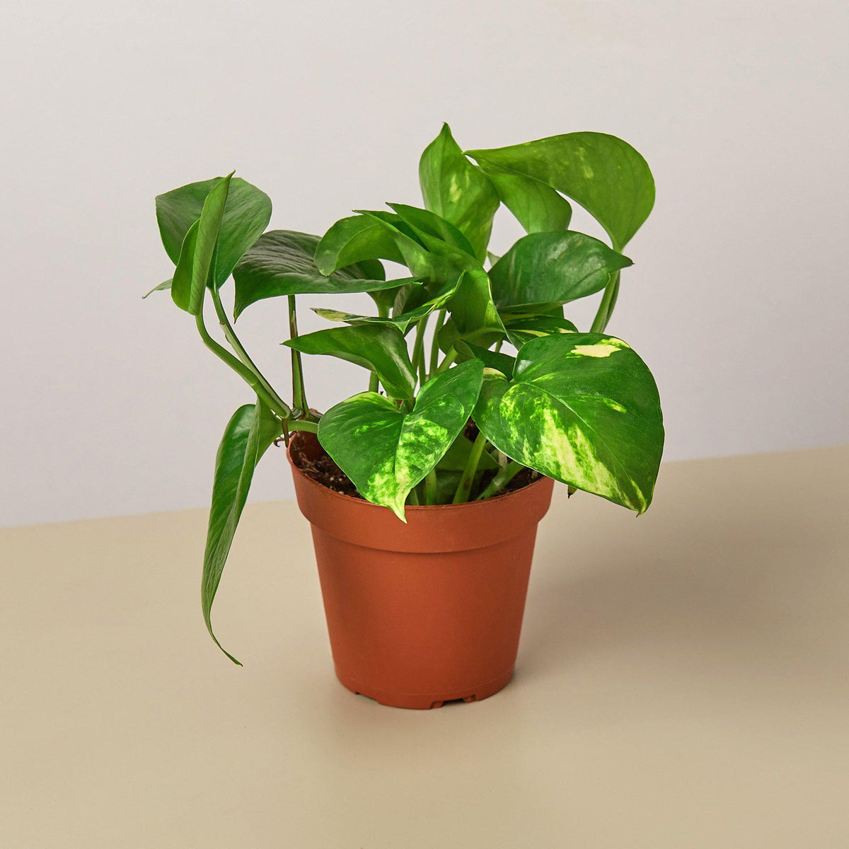 Pothos 'Golden' - BetterGrow Hydro