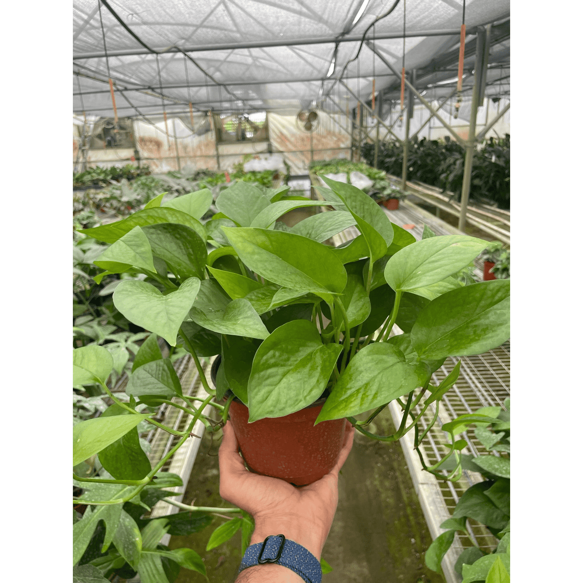 Pothos 'Green Queen' - BetterGrow Hydro