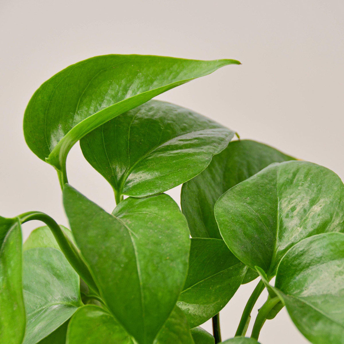 Pothos 'Green Queen' - BetterGrow Hydro