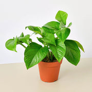 Pothos 'Green Queen' - BetterGrow Hydro