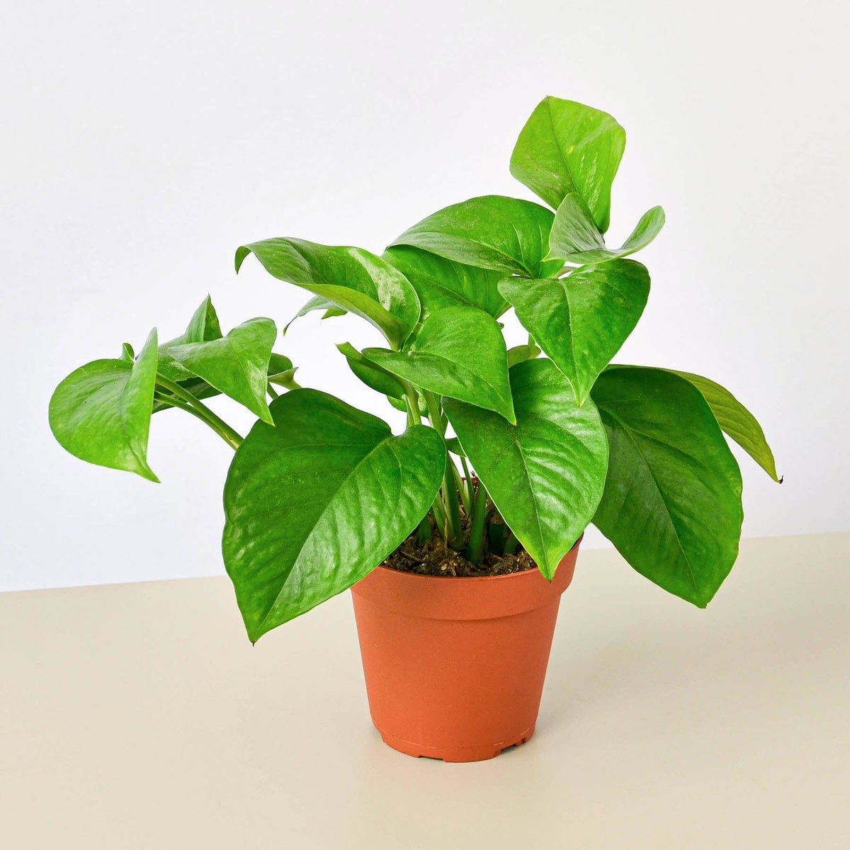 Pothos 'Green Queen' - BetterGrow Hydro