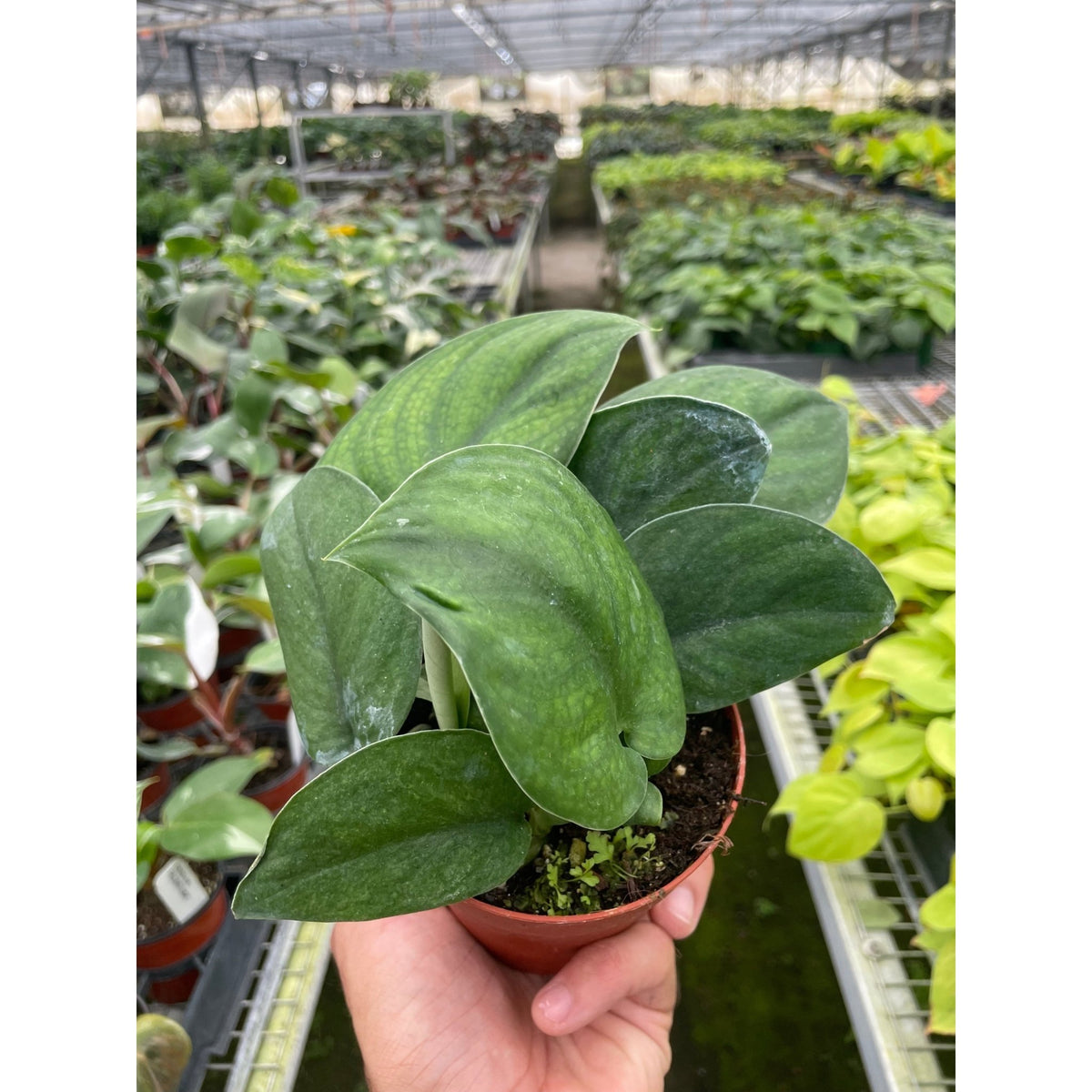 Pothos Jade Satin - BetterGrow Hydro