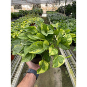Pothos 'Lemon Meringue' - BetterGrow Hydro