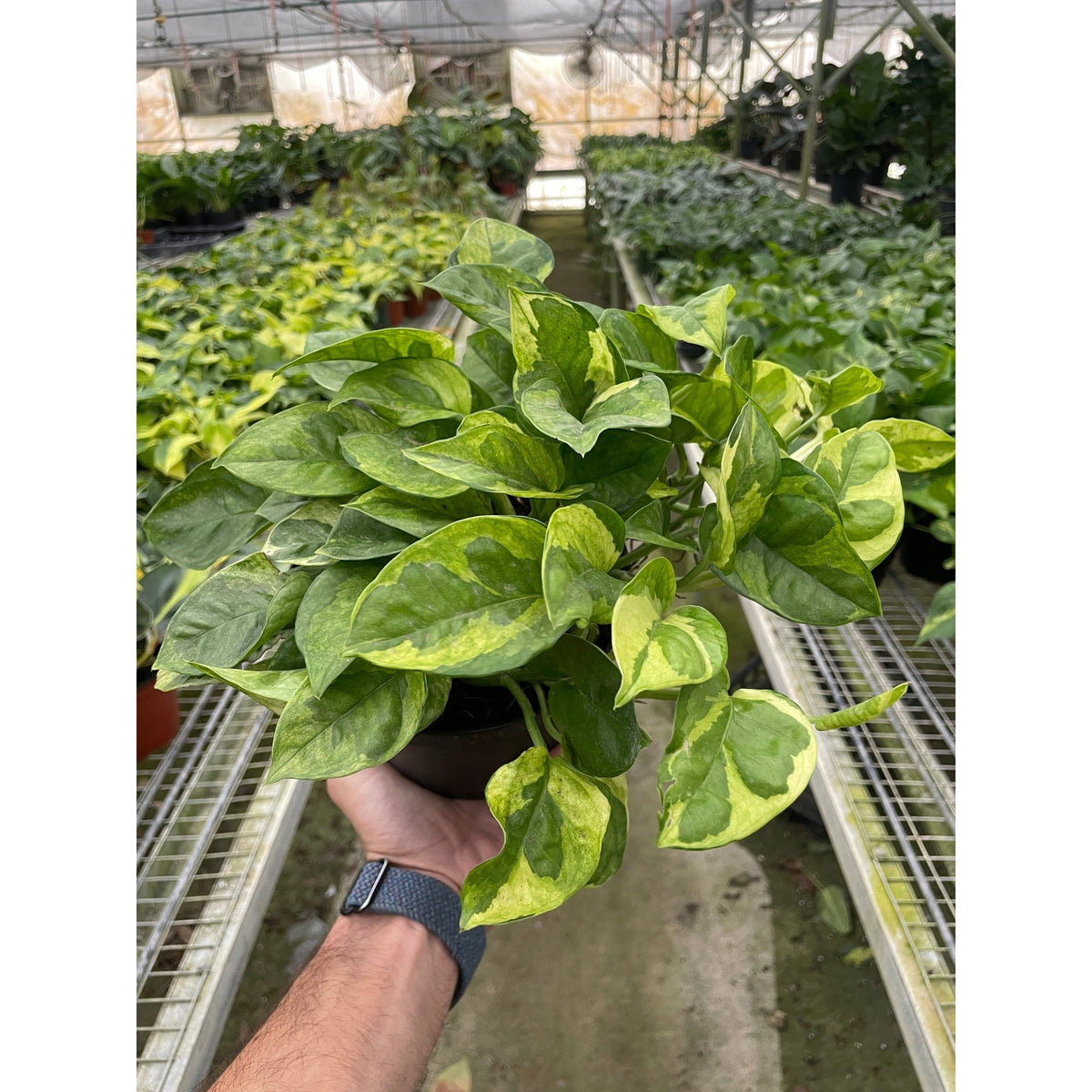 Pothos 'Lemon Meringue' - BetterGrow Hydro