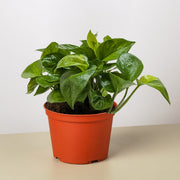 Pothos 'Lemon Top' - BetterGrow Hydro