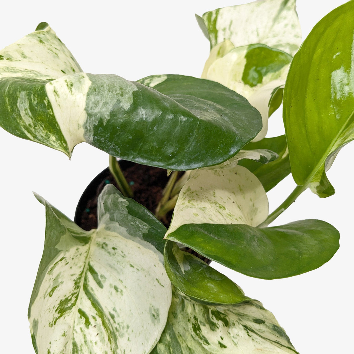 Pothos 'Manjula' - BetterGrow Hydro