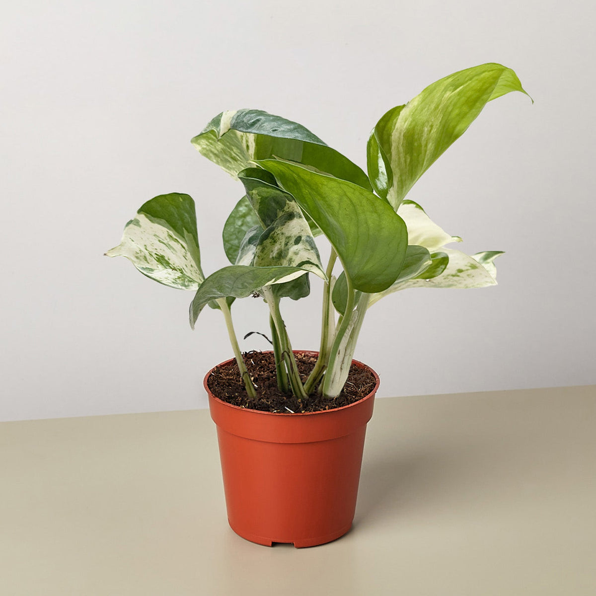Pothos 'Manjula' - BetterGrow Hydro