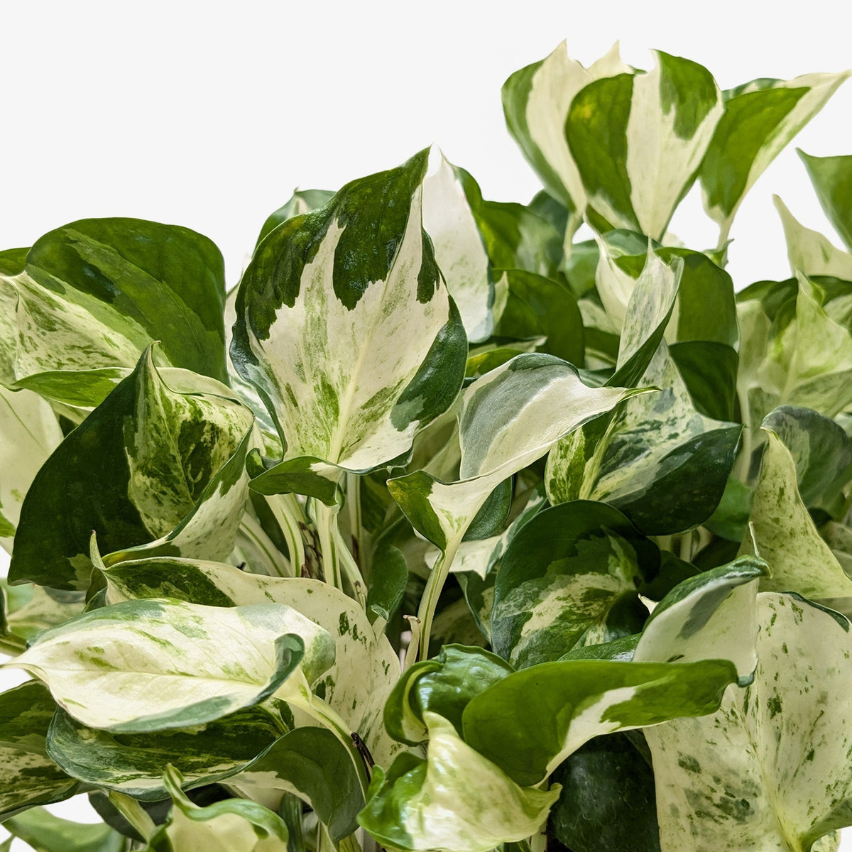 Pothos 'Manjula' - BetterGrow Hydro