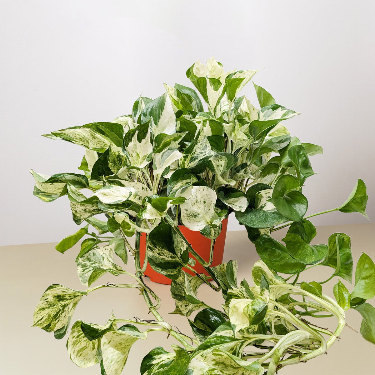 Pothos 'Manjula' - BetterGrow Hydro