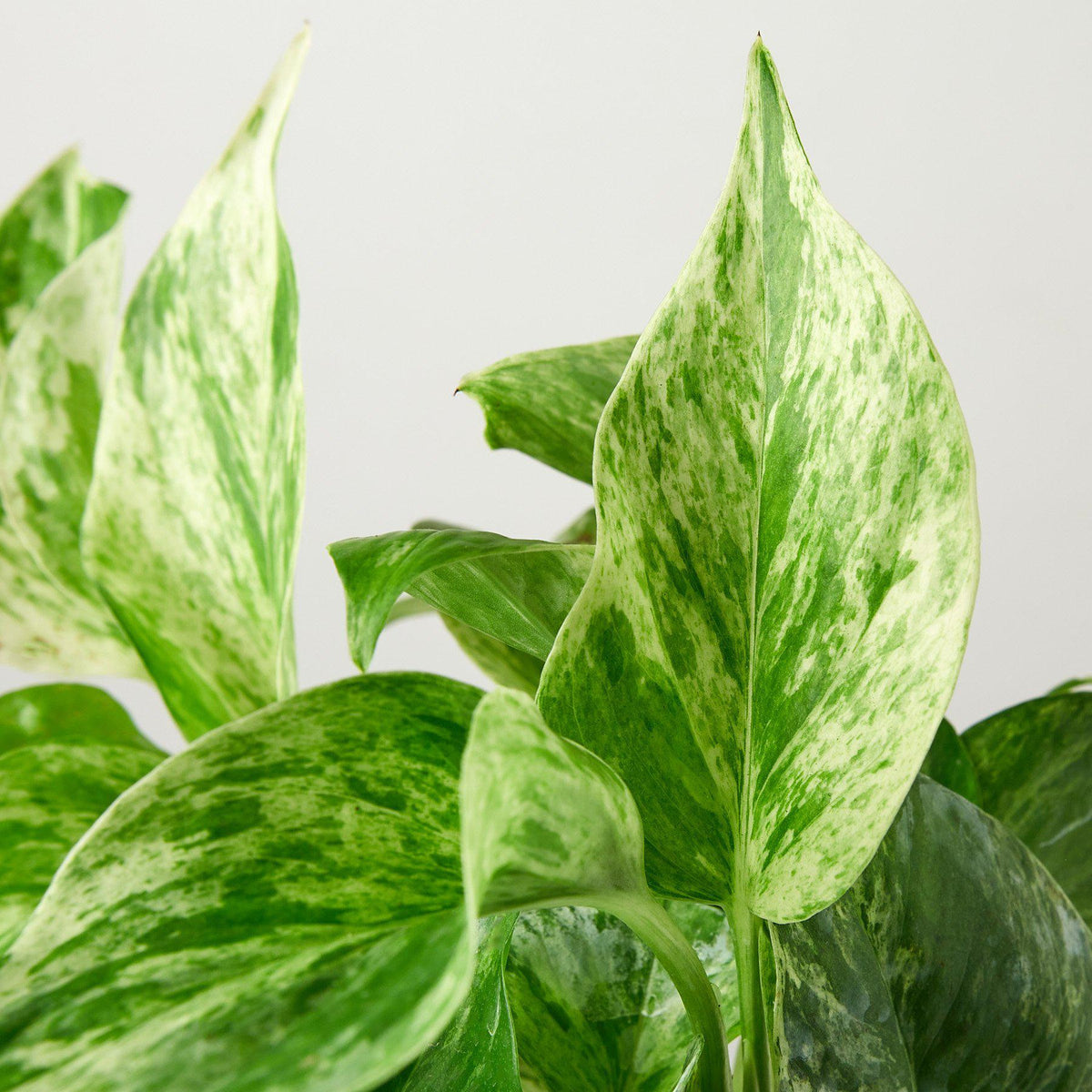 Pothos 'Marble Queen' - BetterGrow Hydro