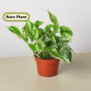 Pothos 'Marble Queen' - BetterGrow Hydro