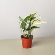 Pothos 'Mutant Manjula' - BetterGrow Hydro