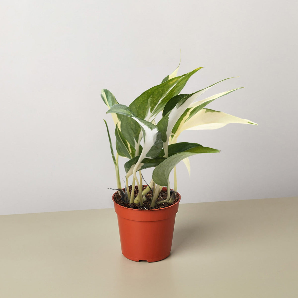 Pothos 'Mutant Manjula' - BetterGrow Hydro