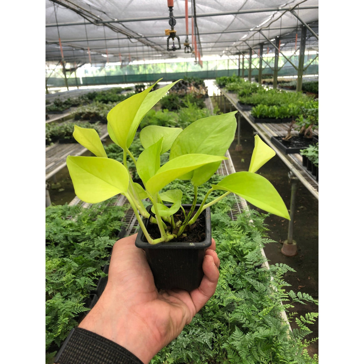 Pothos 'Neon' - BetterGrow Hydro