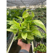 Pothos 'Neon Queen' - BetterGrow Hydro
