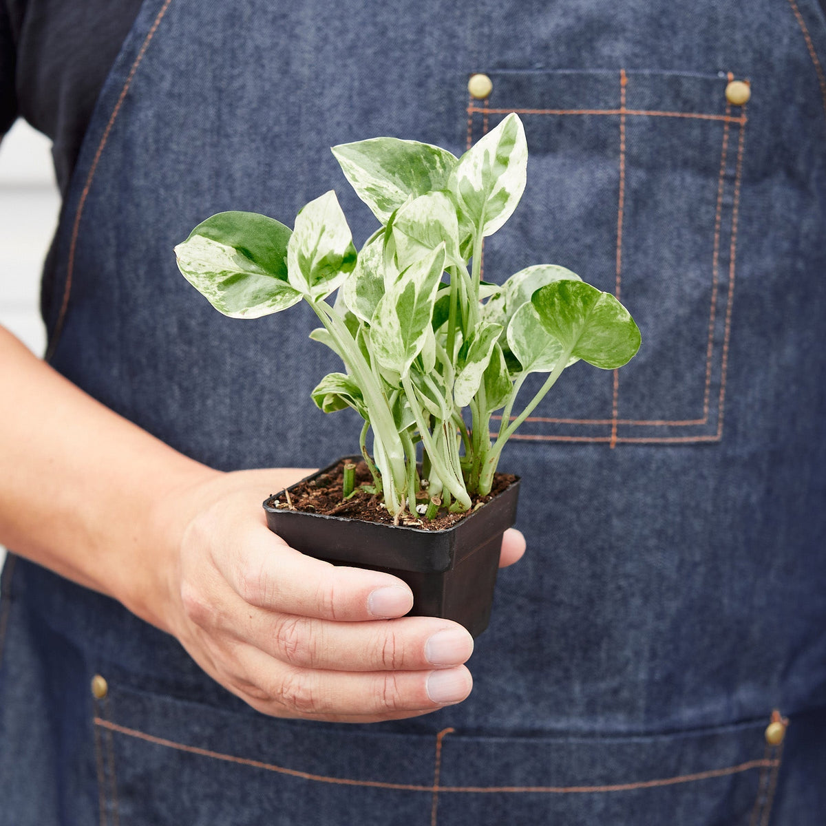 Pothos 'N'joy' - BetterGrow Hydro