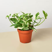 Pothos 'N'joy' - BetterGrow Hydro