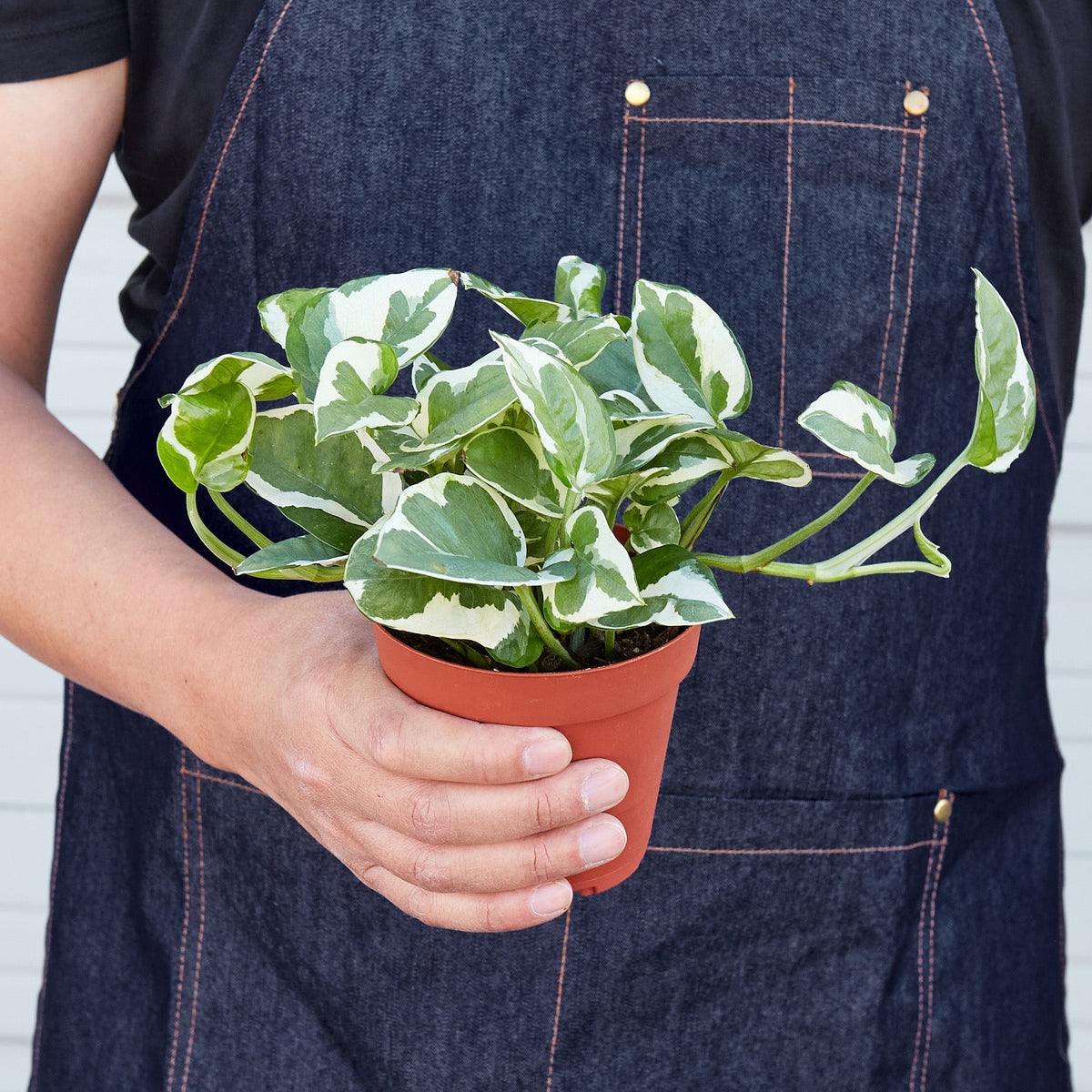Pothos 'N'joy' - BetterGrow Hydro