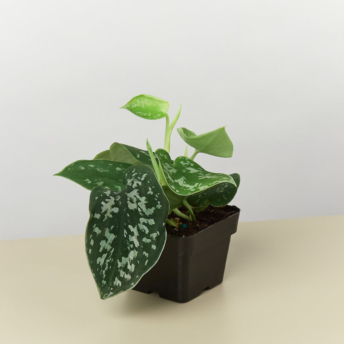 Pothos 'Satin' - BetterGrow Hydro