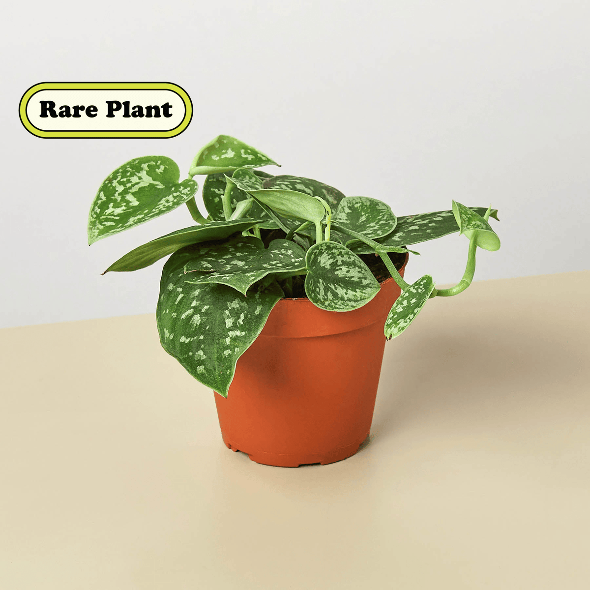 Pothos 'Satin' - BetterGrow Hydro