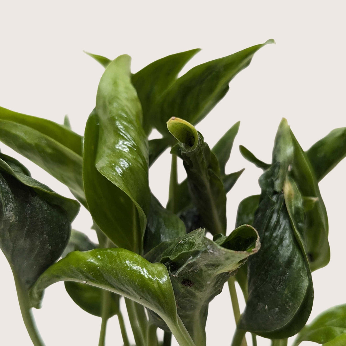 Pothos 'Shangri La' - BetterGrow Hydro
