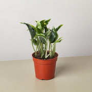 Pothos 'Shangri La' - BetterGrow Hydro