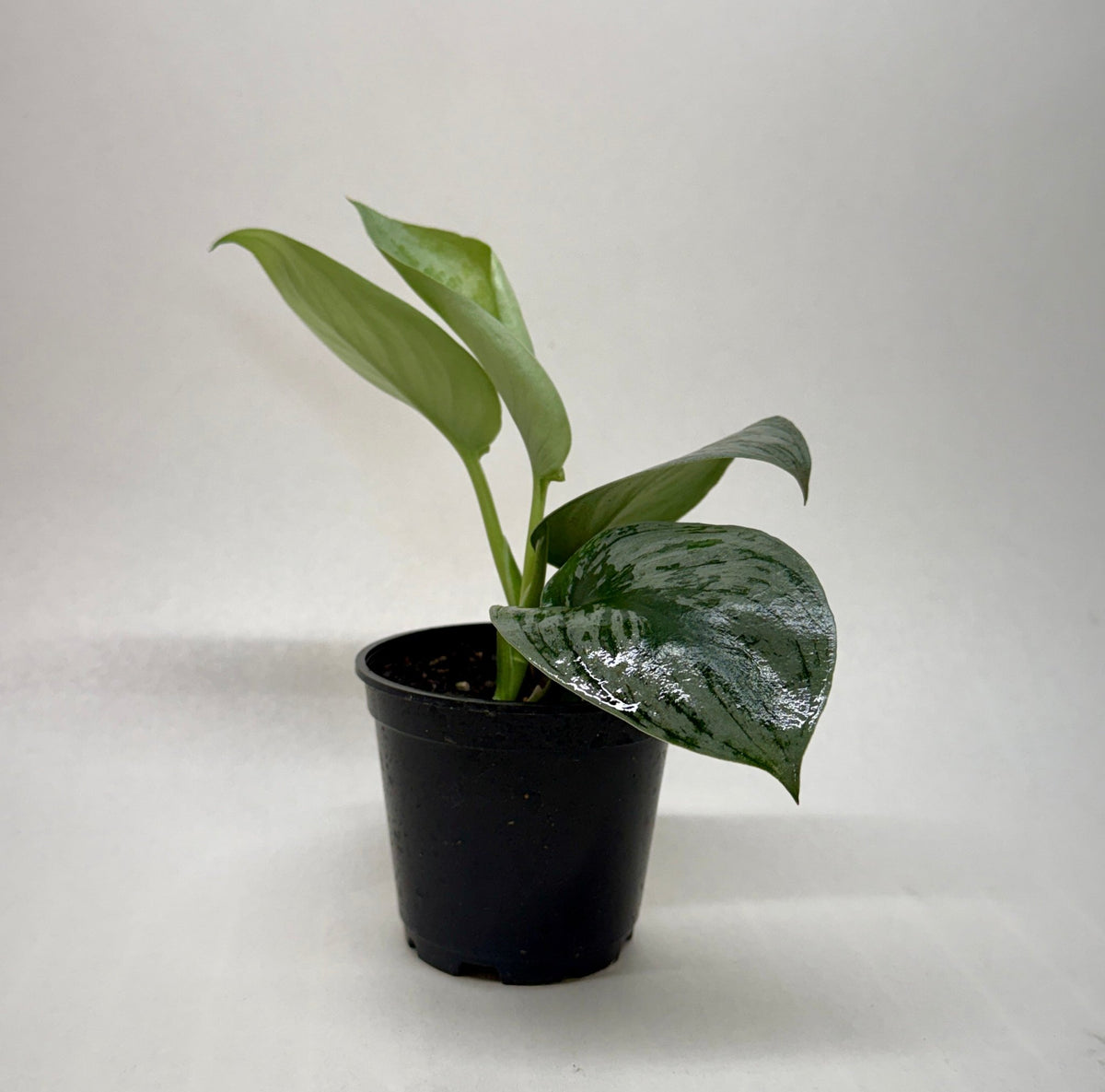 Pothos 'Silver Splash' - BetterGrow Hydro