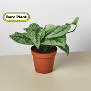 Pothos 'Silver Splash' - BetterGrow Hydro