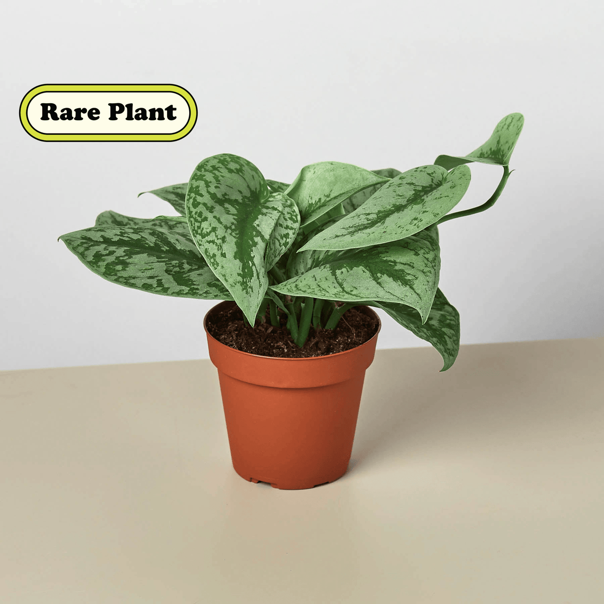 Pothos 'Silver Splash' - BetterGrow Hydro