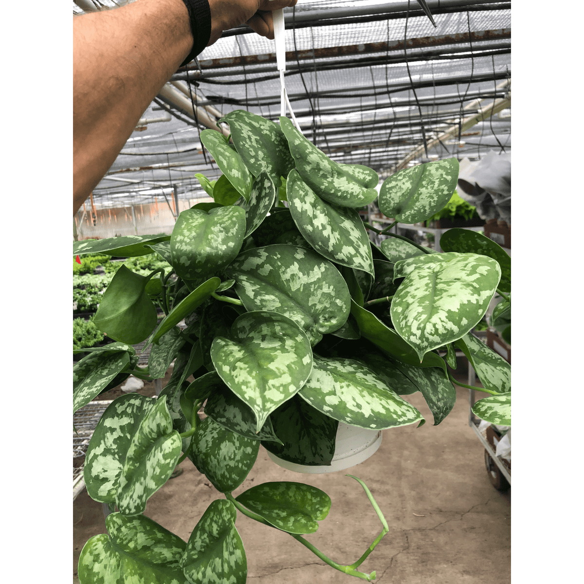 Pothos 'Silver Splash' - BetterGrow Hydro