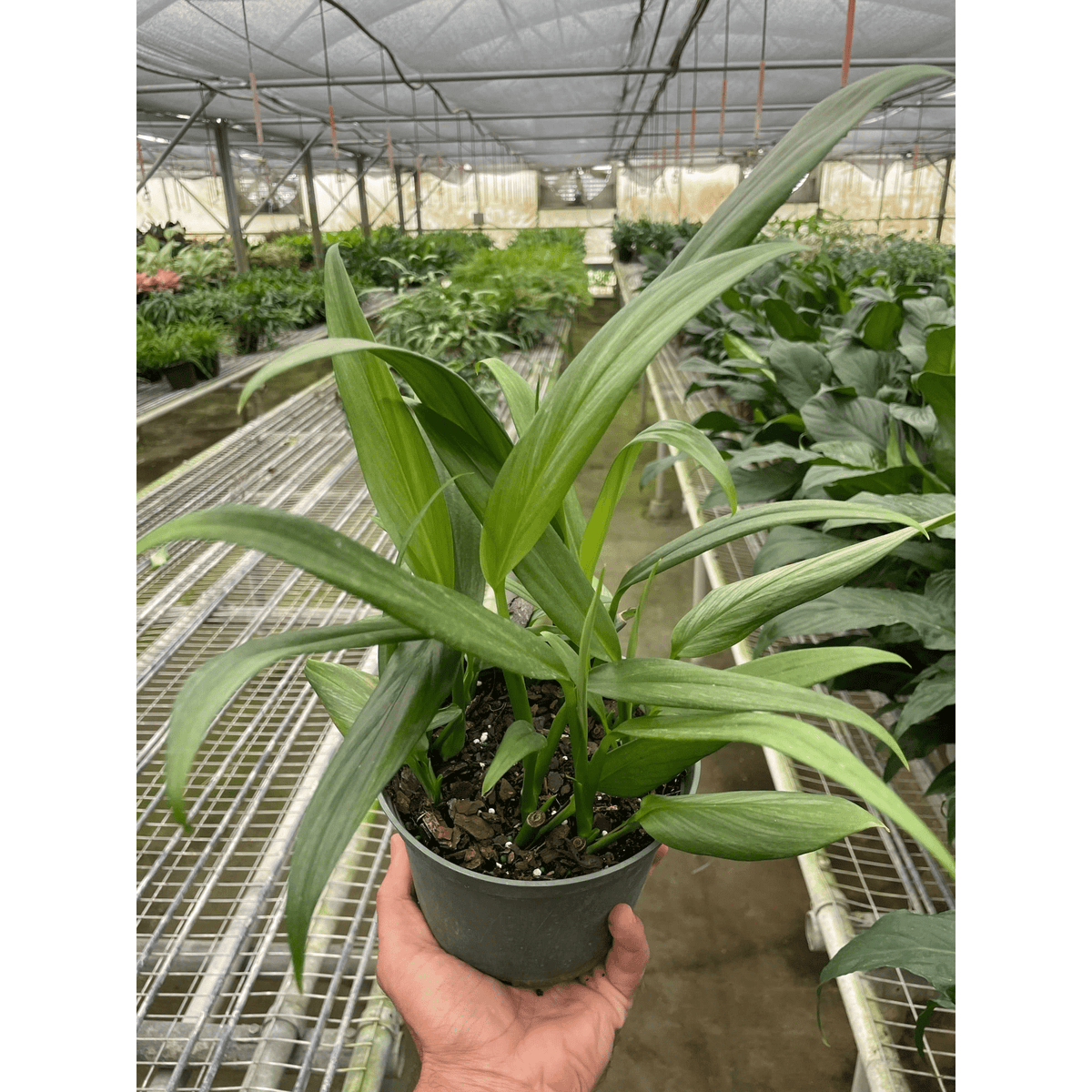 Pothos 'Silver Streak' - BetterGrow Hydro
