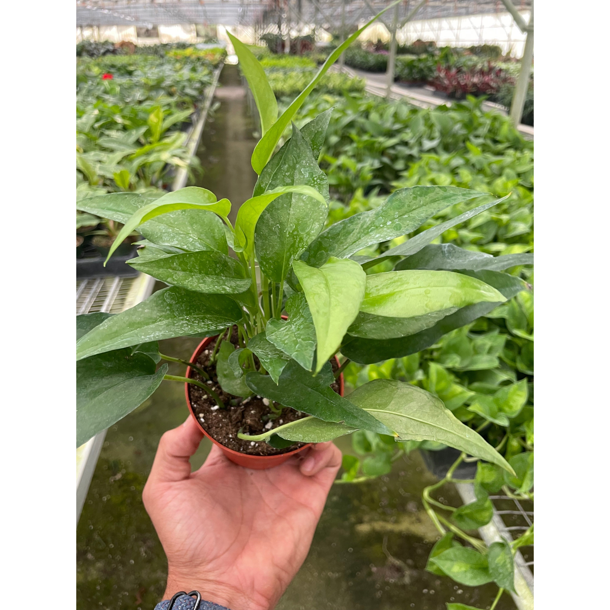 Pothos 'Skeleton Key' - BetterGrow Hydro