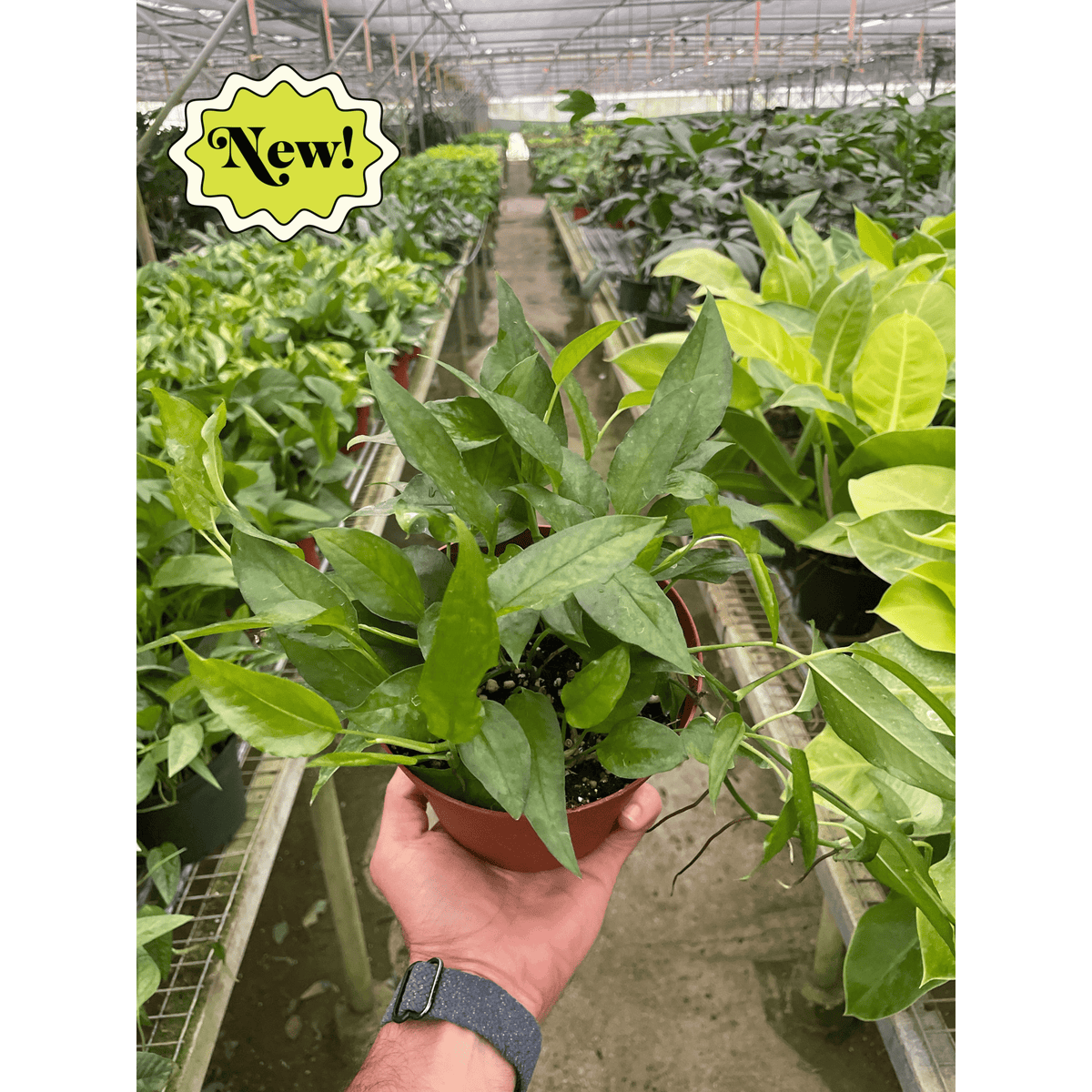 Pothos 'Skeleton Key' - BetterGrow Hydro