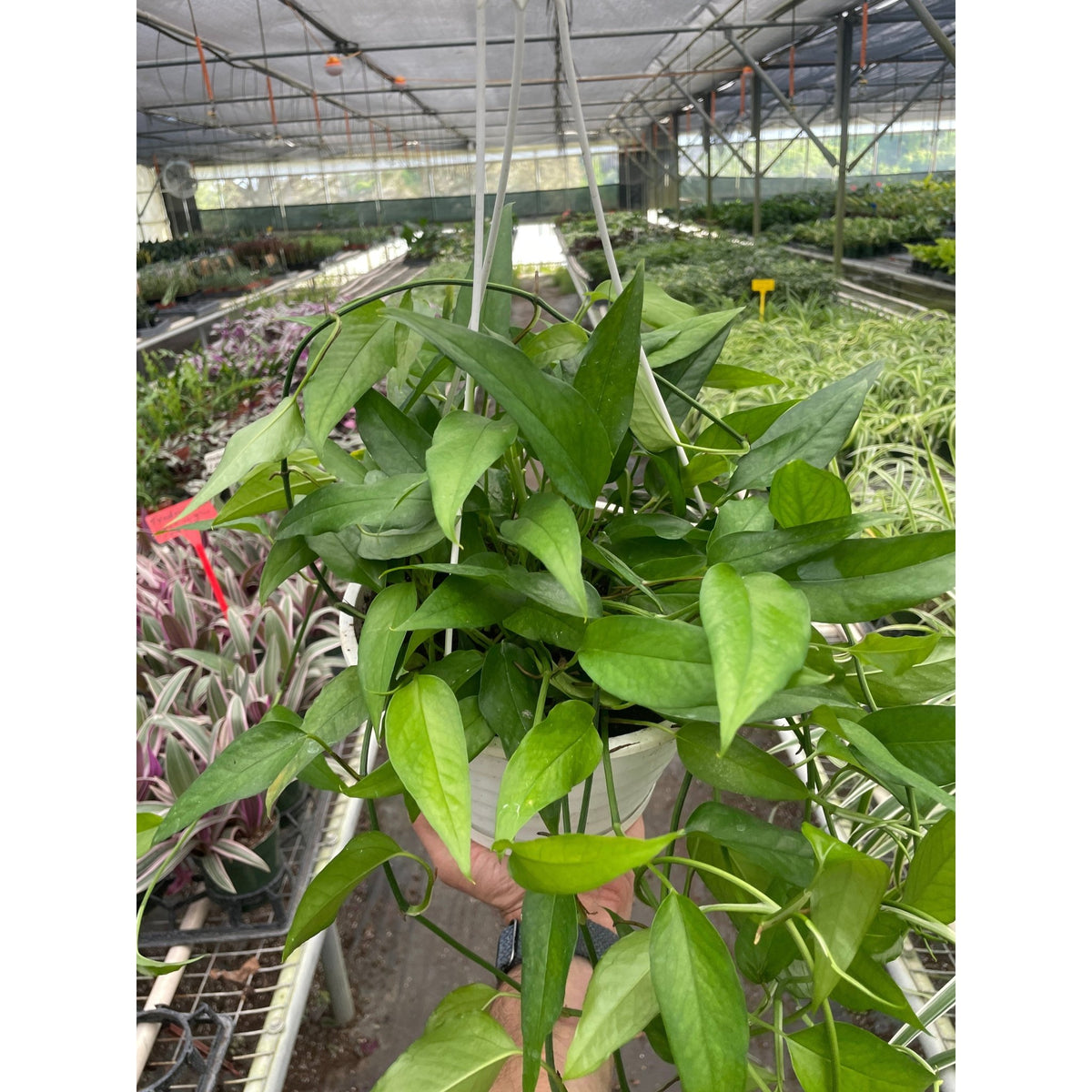 Pothos 'Skeleton Key' - BetterGrow Hydro
