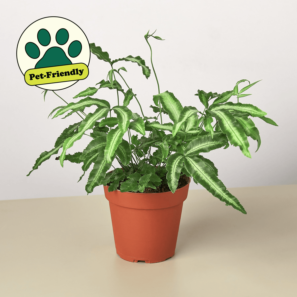 Pteris Cretica 'Albo Fern' - BetterGrow Hydro
