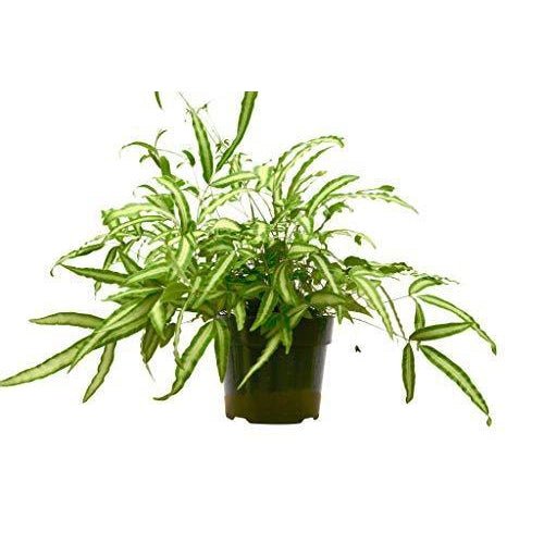 Pteris Cretica 'Albo Fern' - BetterGrow Hydro